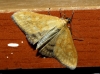 Sitochroa verticalis (Linnaeus, 1758)