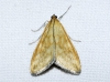 Sitochroa verticalis (Linnaeus, 1758)