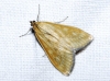 Sitochroa verticalis (Linnaeus, 1758)