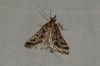 Stemmatophora borgialis (Duponchel, 1832)