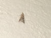 Stemmatophora borgialis (Duponchel, 1832)