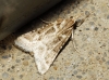 Stemmatophora borgialis (Duponchel, 1832)