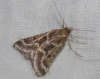 Stemmatophora borgialis (Duponchel, 1832)