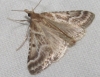 Stemmatophora borgialis (Duponchel, 1832)