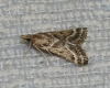 Stemmatophora borgialis (Duponchel, 1832)