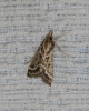 Stemmatophora borgialis (Duponchel, 1832)