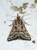 Stemmatophora borgialis (Duponchel, 1832)