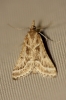 Stemmatophora borgialis (Duponchel, 1832)
