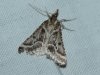 Stemmatophora borgialis (Duponchel, 1832)