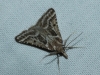 Stemmatophora borgialis (Duponchel, 1832)