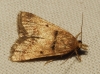 Stemmatophora brunnealis (Treitschke, 1829)