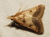 Stemmatophora brunnealis (Treitschke, 1829)