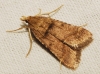 Stemmatophora brunnealis (Treitschke, 1829)