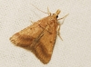 Stemmatophora brunnealis (Treitschke, 1829)
