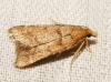 Stemmatophora brunnealis (Treitschke, 1829)
