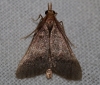 Stemmatophora brunnealis (Treitschke, 1829)