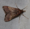 Stemmatophora brunnealis (Treitschke, 1829)