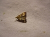 Stemmatophora combustalis (Fischer v. Rslerstamm, 1842)