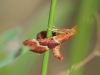 Stemmatophora combustalis (Fischer v. Rslerstamm, 1842)