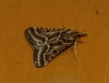 Stemmatophora borgialis (Duponchel, 1832)