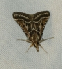 Stemmatophora borgialis (Duponchel, 1832)
