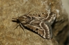 Stemmatophora borgialis (Duponchel, 1832)