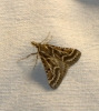 Stemmatophora borgialis (Duponchel, 1832)