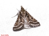 Stemmatophora borgialis (Duponchel, 1832)