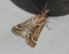 Stemmatophora borgialis (Duponchel, 1832)