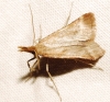 Synaphe ?