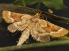 Synaphe bombycalis (Denis & Schiffermller, 1775)