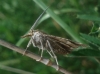 Synaphe bombycalis (Denis & Schiffermller, 1775)