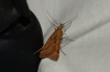 Synaphe punctalis (Fabricius, 1775)