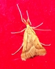 Synaphe punctalis (Fabricius, 1775)