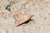 Synaphe punctalis (Fabricius, 1775)