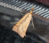Synaphe punctalis (Fabricius, 1775)