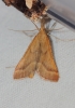 Synaphe punctalis (Fabricius, 1775)