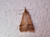 Synaphe punctalis (Fabricius, 1775)