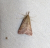 Synaphe punctalis (Fabricius, 1775)