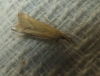 Synaphe punctalis (Fabricius, 1775)