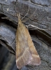Synaphe punctalis (Fabricius, 1775)