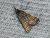 Synaphe punctalis (Fabricius, 1775)