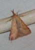 Synaphe punctalis (Fabricius, 1775)