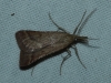 Synaphe punctalis (Fabricius, 1775)