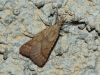 Synaphe punctalis (Fabricius, 1775)