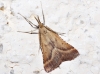 Synaphe punctalis (Fabricius, 1775)