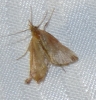 Synaphe sp.