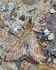 Synaphe punctalis (Fabricius, 1775)