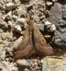 Synaphe punctalis (Fabricius, 1775)