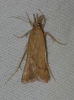 Synaphe punctalis (Fabricius, 1775)